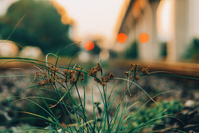 Close-up of flowering plants on field