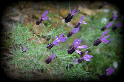 Close-up of insect on purple flowers