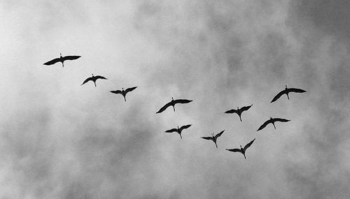 Low angle view of silhouette birds against clouds