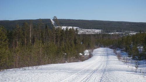 Snow covered road amidst trees against sky