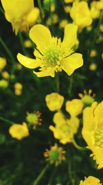 Close-up of yellow flowers blooming outdoors