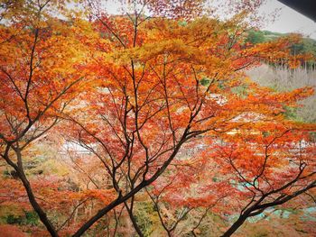 Close-up of autumn trees against sky