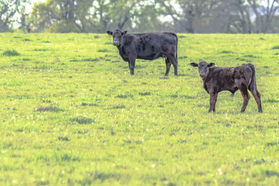 Angus calf in focus with his mother out of focus and negative space for copy below and to the left.