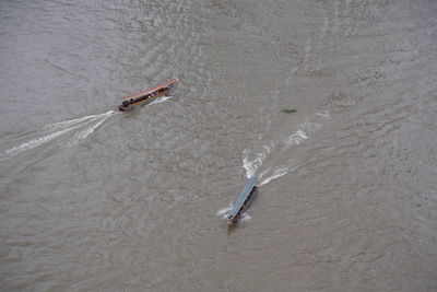 High angle view of fish in sea