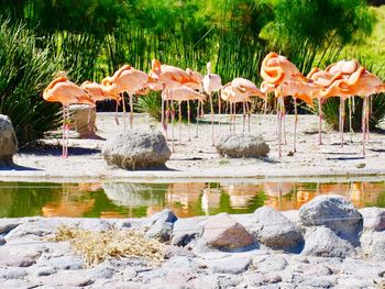 View of birds by lake