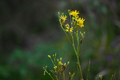 Close-up of yellow flowering plant