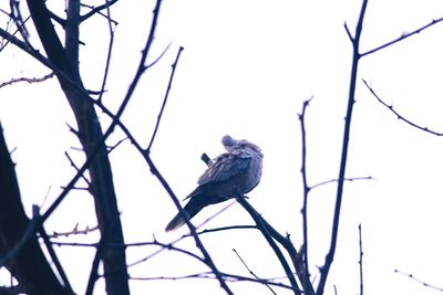 Low angle view of birds perching on branch