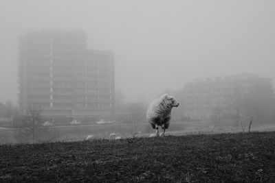 View of a horse on field in city