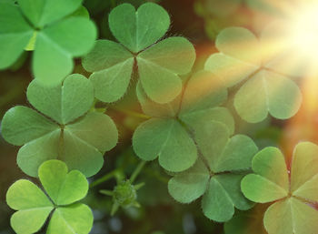 Close-up of green leaves