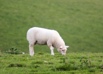 Sheep grazing in a field