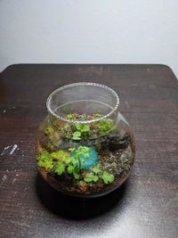 Close-up of plants in bowl on table