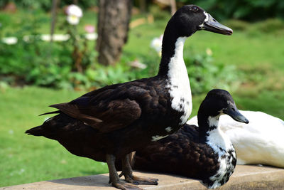 Close-up of a duck