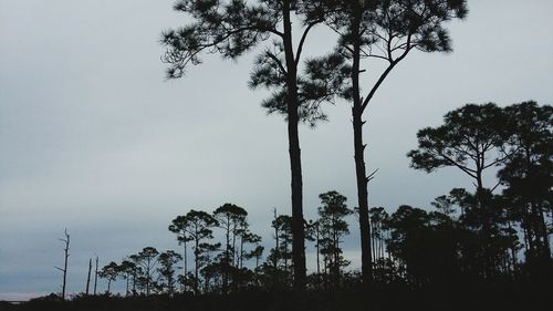 Low angle view of trees against sky