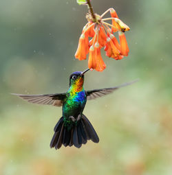 Close-up of bird flying