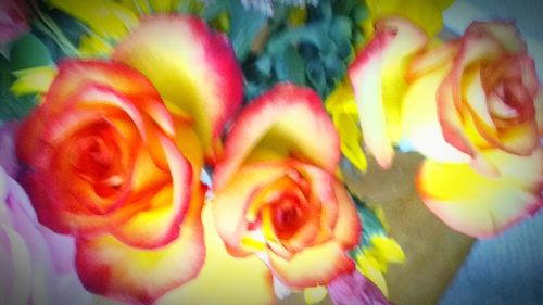 Close-up of pink rose flower