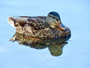 Closeup of a duck swimming