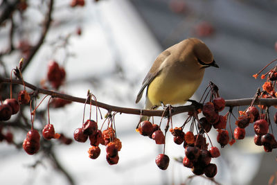 Cedar waxwing perching on branch with berries