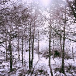 Bare trees in forest during winter