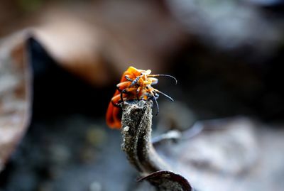 Close-up of insect on dry twig