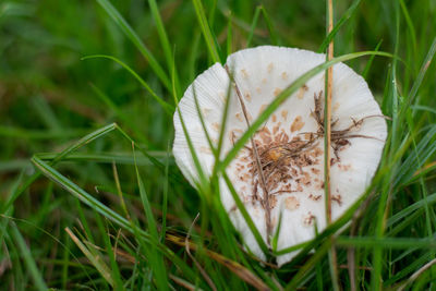 Close-up of white mushroom growing on field