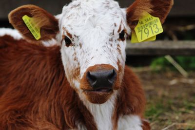 Portrait of cow