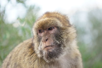 Portrait of monkey