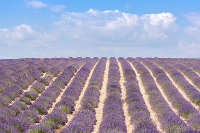 Scenic view of lavender field against cloudy sky during sunny day