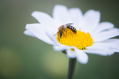 Close-up of bee pollinating on flower