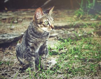 Portrait of cat on field