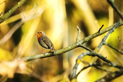 Bird perching on leaf