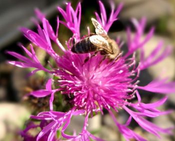 Close-up of bee on purple flower