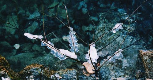 View of birds in the forest