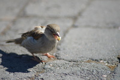 Close-up of bird perching on street
