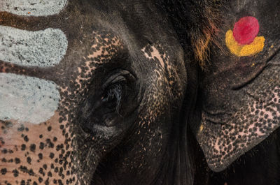 Close-up portrait of elephant