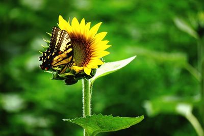 Close-up of insect on yellow flower