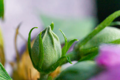 Close-up of plant growing outdoors