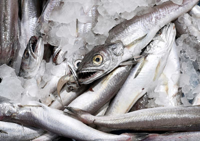 Close-up of fish for sale in market