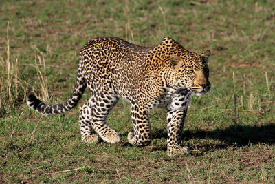 Leopard walking in grass