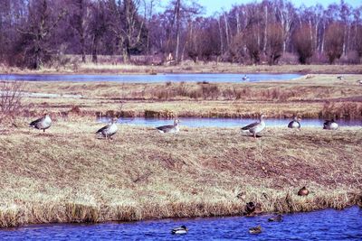 View of birds in lake