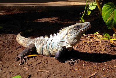 Close-up of lizard