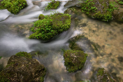 Moss growing on rocks in forest