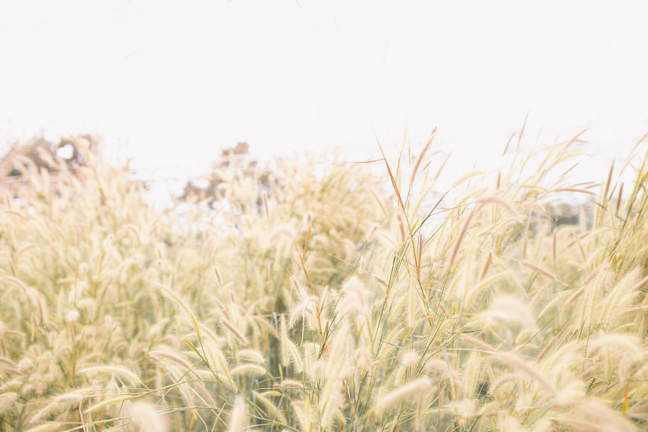 CLOSE-UP OF STALKS IN FIELD AGAINST SKY