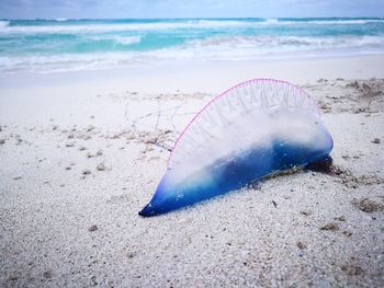 Close-up of jellyfish on beach