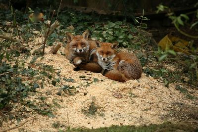 Fofoxoxes, family portrait