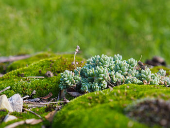 Close-up of fruit growing on field