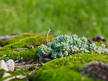 Close-up of fruit growing on field