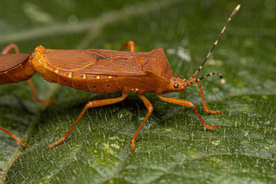 Close-up of insect on leaf