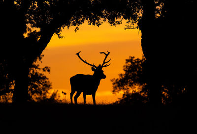 Silhouette of deer