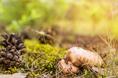 Close-up of mushroom growing on field