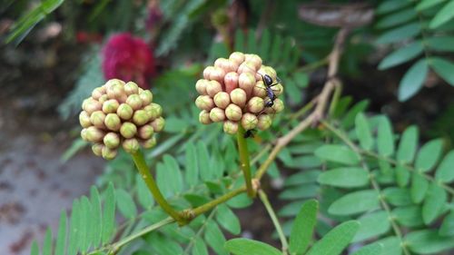 Close-up of fruits on plant